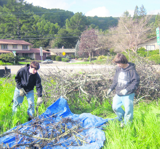 LAMORINDA WEEKLY Pruning Pear Trees Moraga
