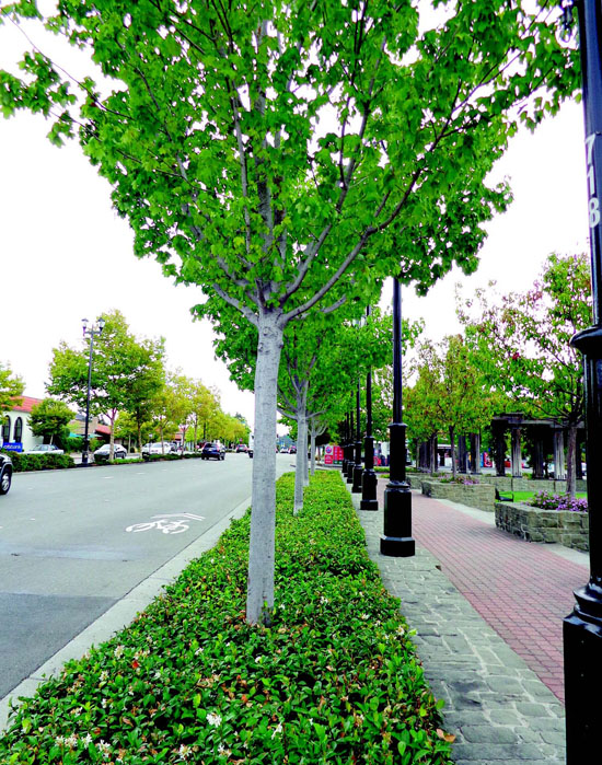 LAMORINDA WEEKLY | PG&E's Tree Problem | Lafayette