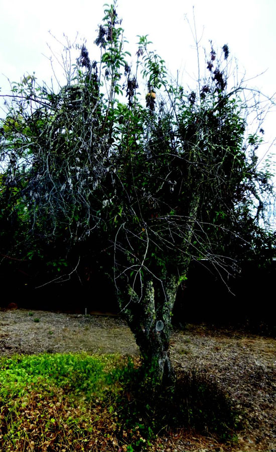 LAMORINDA WEEKLY Is This the End for Moraga Pear Trees? Moraga