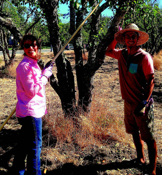 LAMORINDA WEEKLY Is This the End for Moraga Pear Trees? Moraga