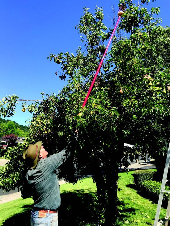 Moraga's annual pear harvest nets recordingbreaking donation to Food Bank